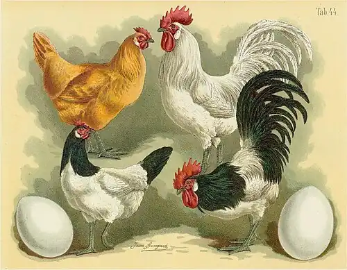 Lakenvelder pair (foreground) and Ramelslohers, plate from the Geflügel-Album of Jean Bungartz, 1885