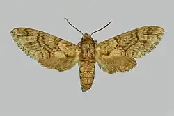 Colour photo of a female Taboribia micra moth taken from above