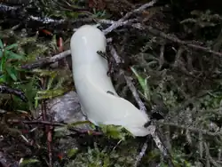 Tail, note full length foot fringe and keel. This individual appears to lack melanin, possibly displaying albinism.