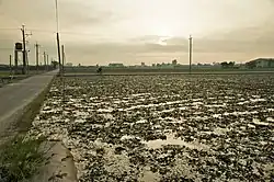 Water caltrop field in Taiwan
