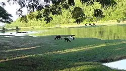 Bhanga area of Rangabali