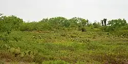 Tamaulipan thornscrub, State Highway 4, Cameron County, Texas (11 April 2016)