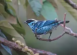 Beryl-spangled tanager