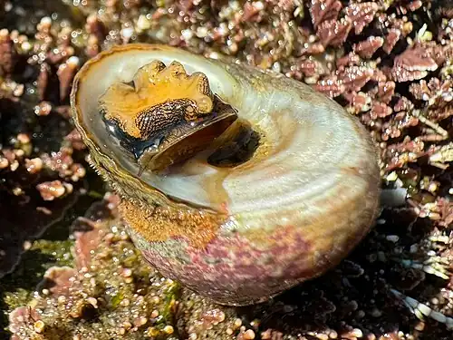 underside, Point Loma, San Diego