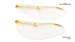 Female wings
