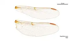 Male wings