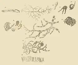 Tellamia contorta Batters plate