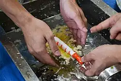Artificial shrimp being attached to artificial batter
