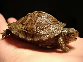 Young box turtle