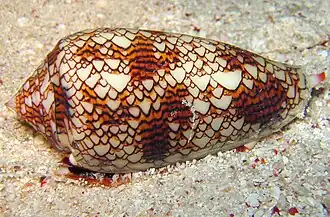 Chaos: shell of gastropod mollusc the cloth of gold cone, Conus textile, resembles Rule 30 cellular automaton