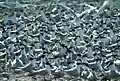 A dense colony of Cabot's terns (Thalasseus acuflavidus)