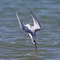 Plunge-diving Sandwich tern
