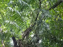 Calamus thwaitesii which is a species of climbing palm climbing a tree