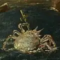 Crab with cross