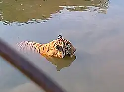 Bengal tiger in Maitri Bagh lake