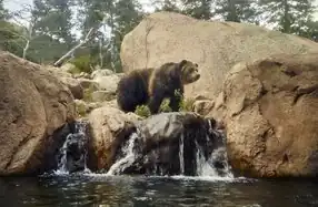 American grizzly bear at the zoo