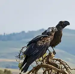 Thick-billed raven courtship, Simien Mountains, Ethiopia