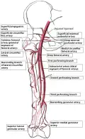 Femoral artery and its major branches - right thigh, anterior view.