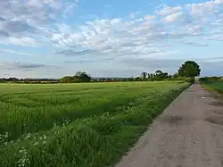 A dirt track leading off into the distance on the right; a green field with a wheat or corn crop on the left