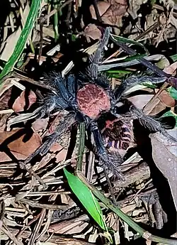 Picture of Tiger Rump Tarantula spotted in Jayaque, La Libertad (El Salvador).