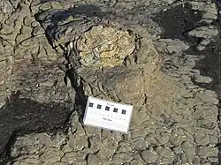Fossil tree stump with growth rings