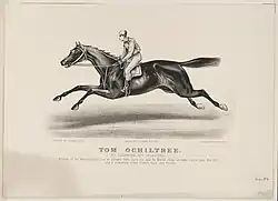 Illustration of the horse in a race.