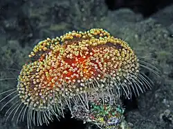 Asthenosoma marisrubri, an Echinothurioida