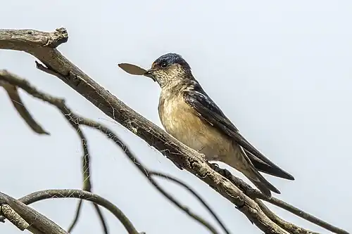 with nesting material, South Bruny