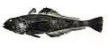Scaly rockcod (T. loennbergii)