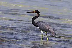 Tricolored heron