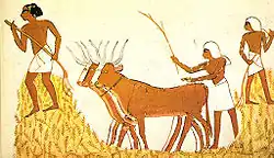 Threshing in ancient Egypt, where emmer was widely used for bread[33]