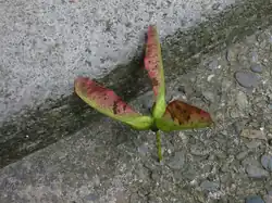 Unusual group of three samaras of sycamore maple (Acer pseudoplatanus. Normally, they are in pairs.)
