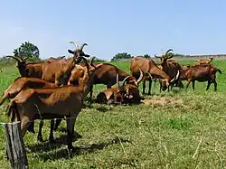 Alpine goats with the Chamoisée color grazing in France
