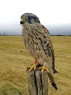 Common kestrel, Tempelhofer Feld