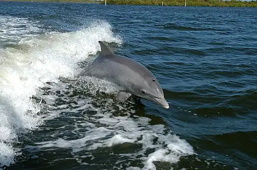 A common bottlenose dolphin (Tursiops truncatus)