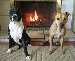 An AKC registered American Staffordshire Terrier (left) and a UKC registered American Pit Bull Terrier (right).