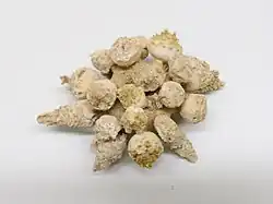 Tylocidaris ohshimai (Psychocidaridae)