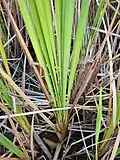 Leaves of Typha orientalis