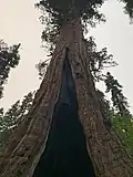 Palace Tree with large hollowed out trunk. Travellers have stuck nails on its internal trunk