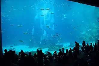 Visitors observe US Navy divers as they dive in a tank at the Aquarium.