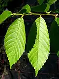 U. mexicana leaves, Ventnor Botanic Garden, Isle of Wight, UK