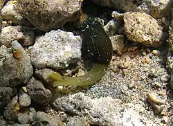 A worm of the family Bonelliidae