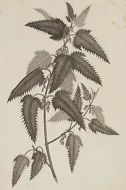 1895 botanical illustration by Sydney Parkinson