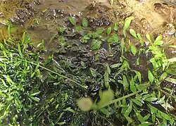 Utricularia microcalyx