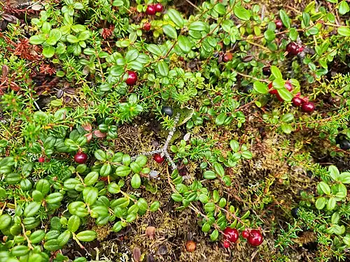 V. vitis-idaea and Empetrum nigrum in Denali National Park