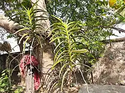 Vanda tessellata plant