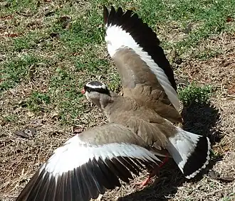 Performing a noisy distraction display near a nest
