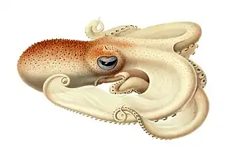 Image 3 Velodona Illustration: Ewald Rübsamen Velodona togata is the only species in the octopus genus Velodona; the genus and species names come from the large membranes that connect its arms. It was first described by Carl Chun in his book Die Cephalopoden (from which this illustration is taken) in 1915. A second subspecies was described by Guy Coburn Robson in 1924. More selected pictures