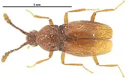 Veraphis odaesanensis, male habitus