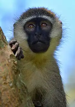 Vervet monkey in Uganda